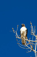 Red Tailed Hawk (Buteo jamaicensis)