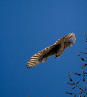 Red Tailed hawk (Buteo jamaicensis)