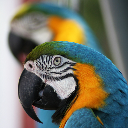 Parrots at The Salty Dog