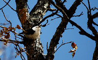 White-breasted Nuthatch (Sitta Canadensis)