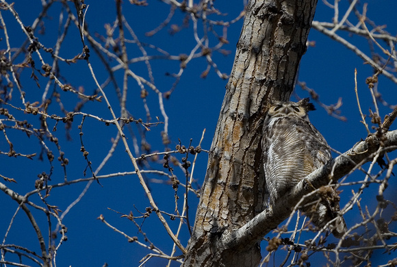 Great Horned Owl (Bubo virginiamus)