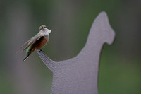 Calliope Hummingbird (Selasphorus calliope)