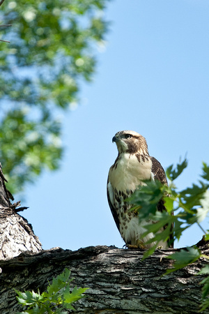 Red Tailed Hawk Immature (Buteo jamaicensis)
